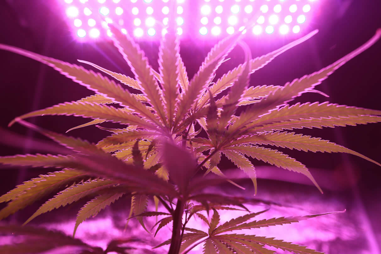 benidormbud420home